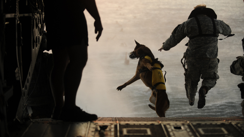 Illustration for article titled 26 Awesome Photos of War Dogs Showing How Badass and Cute They Can Be